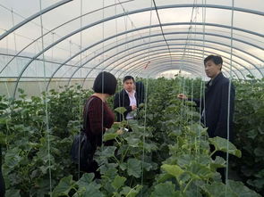 科技賦能農(nóng)業(yè) 縣農(nóng)副產(chǎn)品加工發(fā)展服務(wù)中心開展瓜菜種植技術(shù)巡查與開發(fā)工作